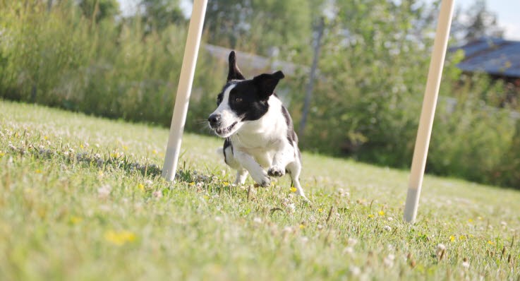 Välkommen till Sörmlandscupen i Agility 2018