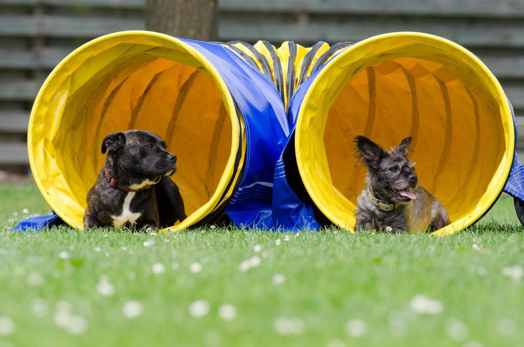 two-dogs-in-the-tunnel