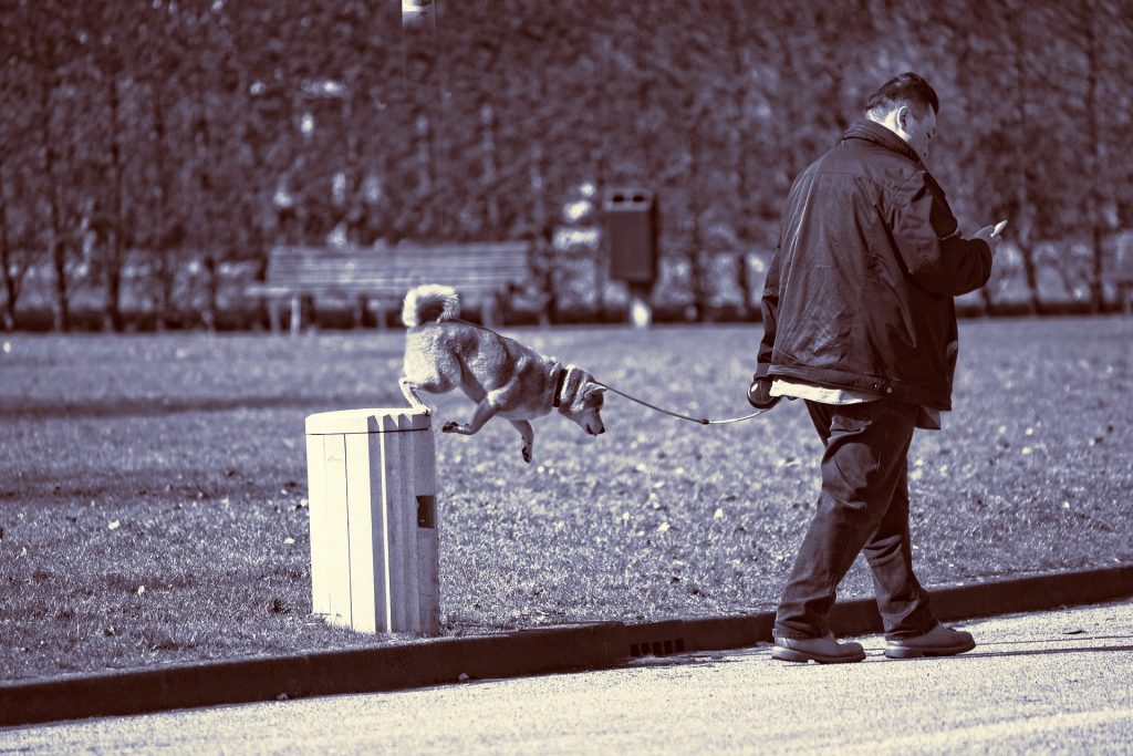 Hund på papperskorg