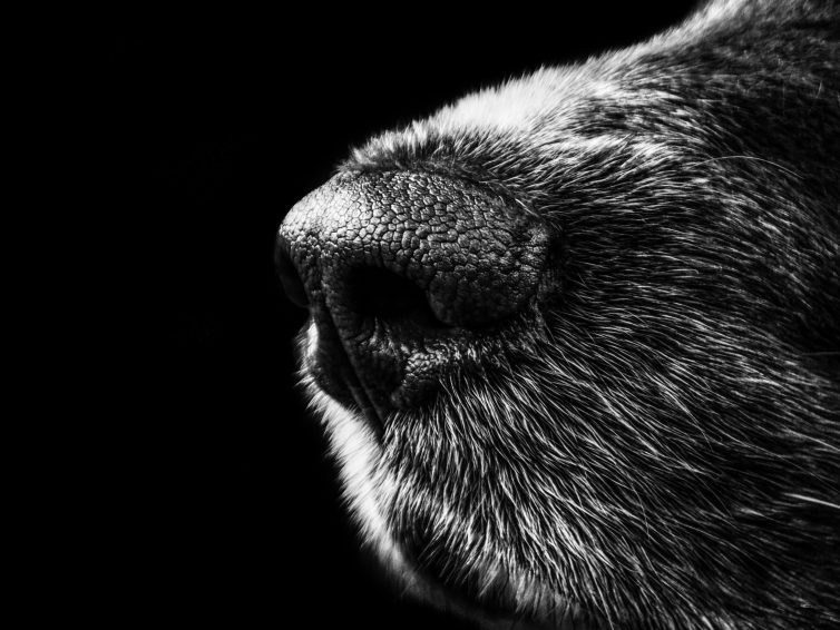 Inbjuder till doftprov i Nose Work 5/3!