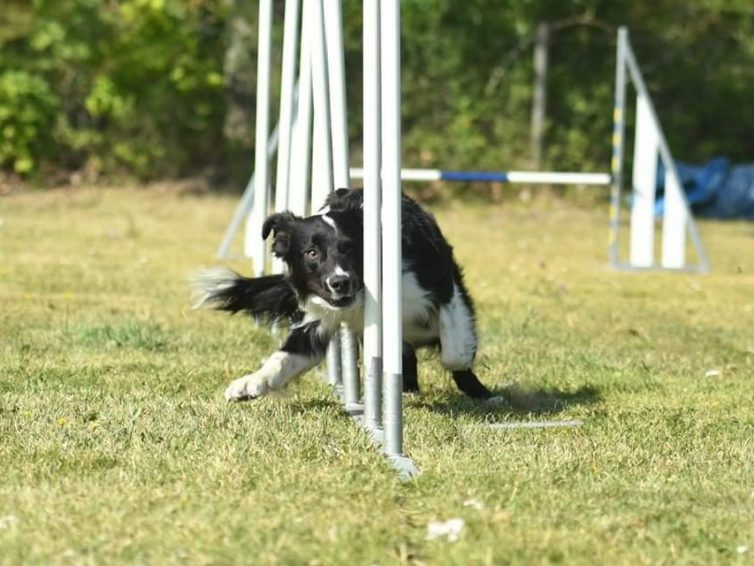 Träningstävling i Agility