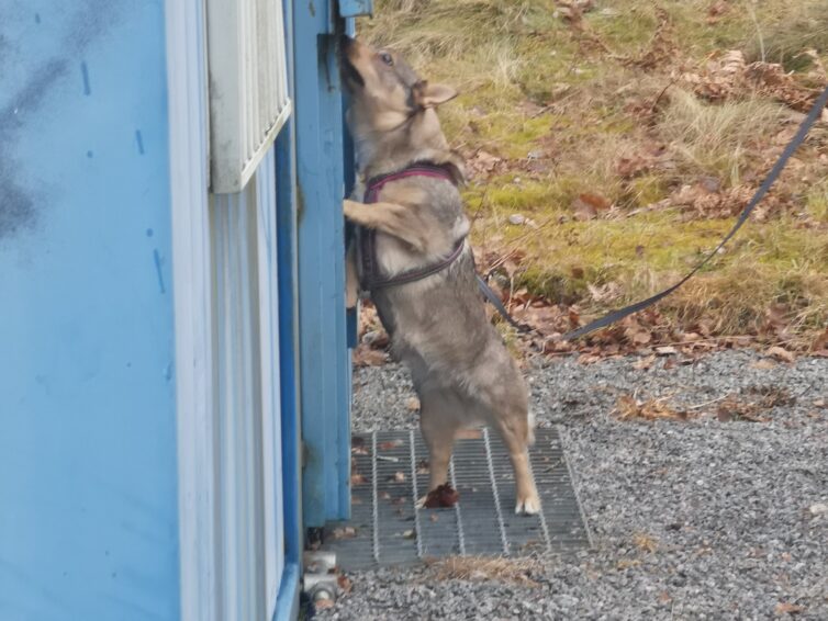 Nose work öppen träning