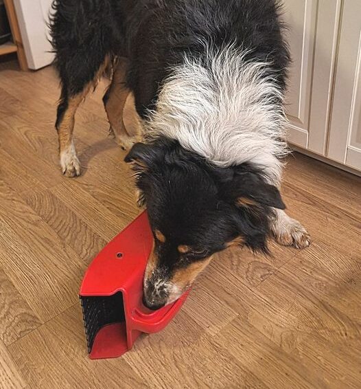 Nosework fortsättningskurs