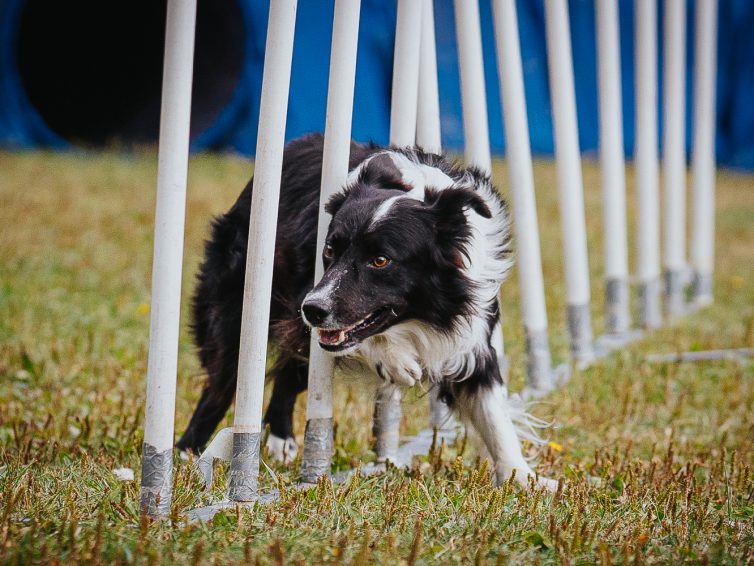 Agility kurs med Mikaela Holegård